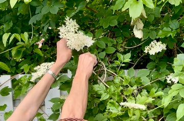 Hyldeblomstchampagne