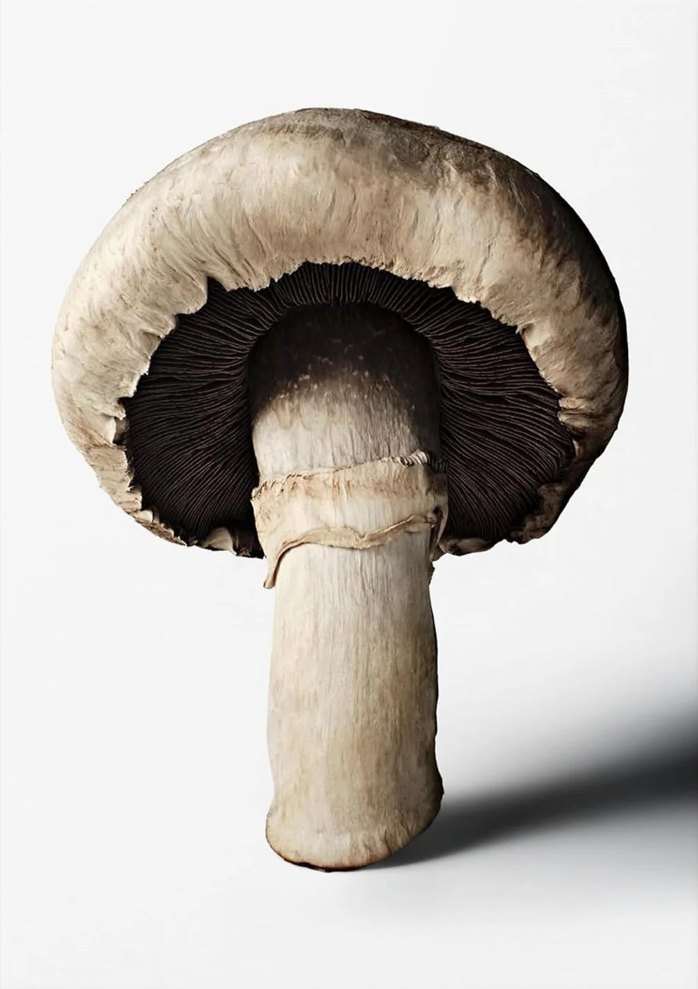 Bog: The Gourmand's Mushroom