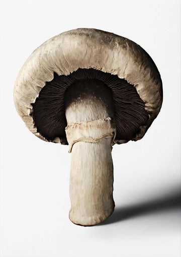 Bog: The Gourmand's Mushroom