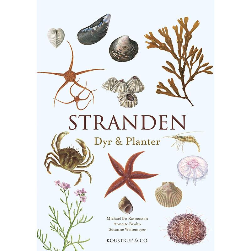 Bog, Stranden, dyr og planter